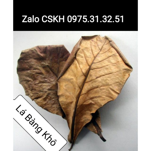 10 lá bàng khô cho cá cảnh
