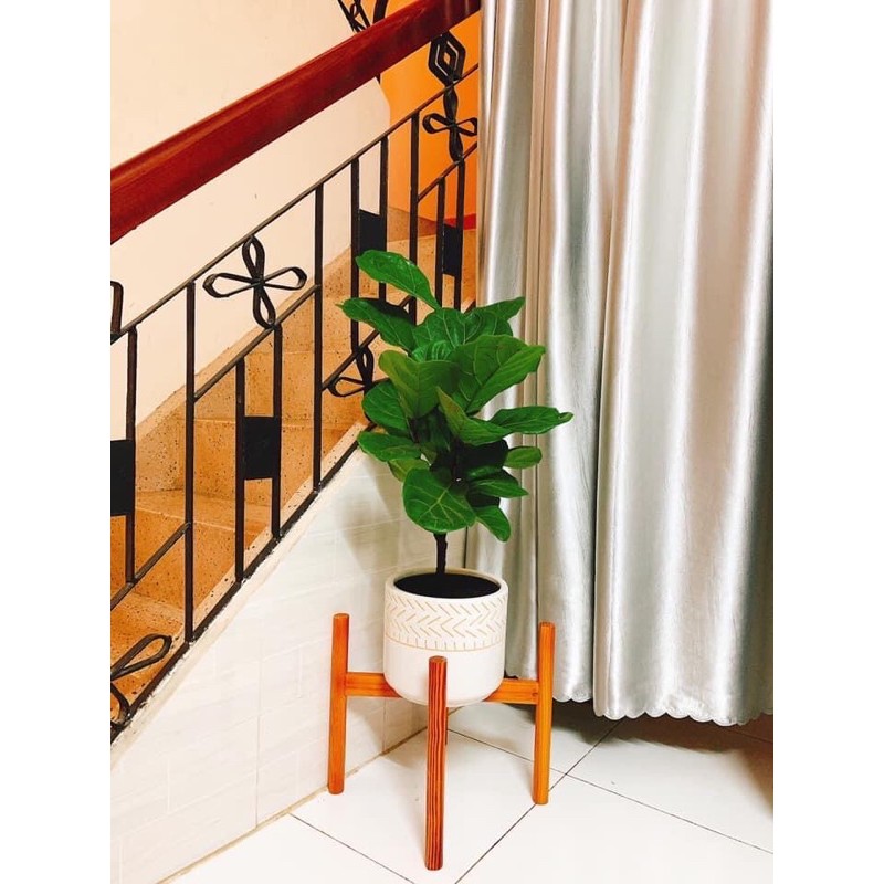 Cây Bàng Sing, Cây Phong Thủy