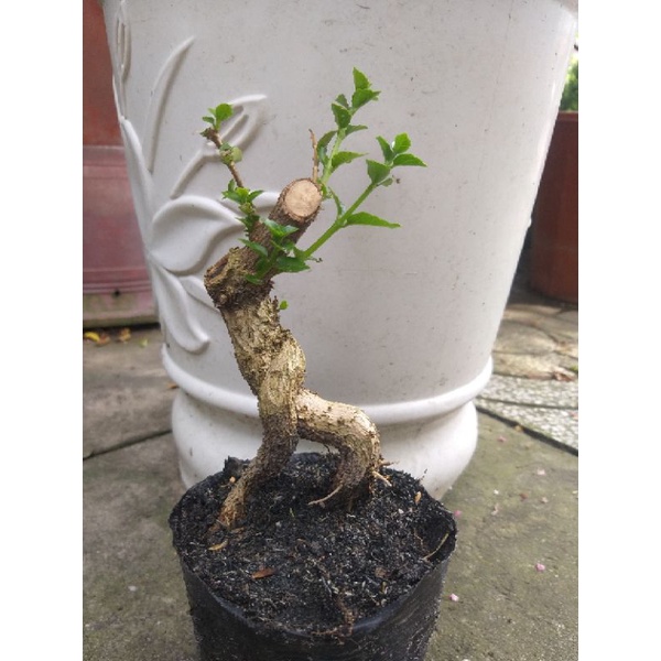 Sam hương mini bonsai dạng phôi