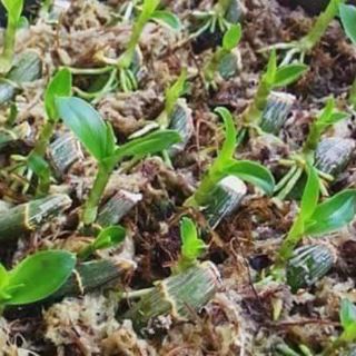 Dớn mềm chile loại 1 (100gr)