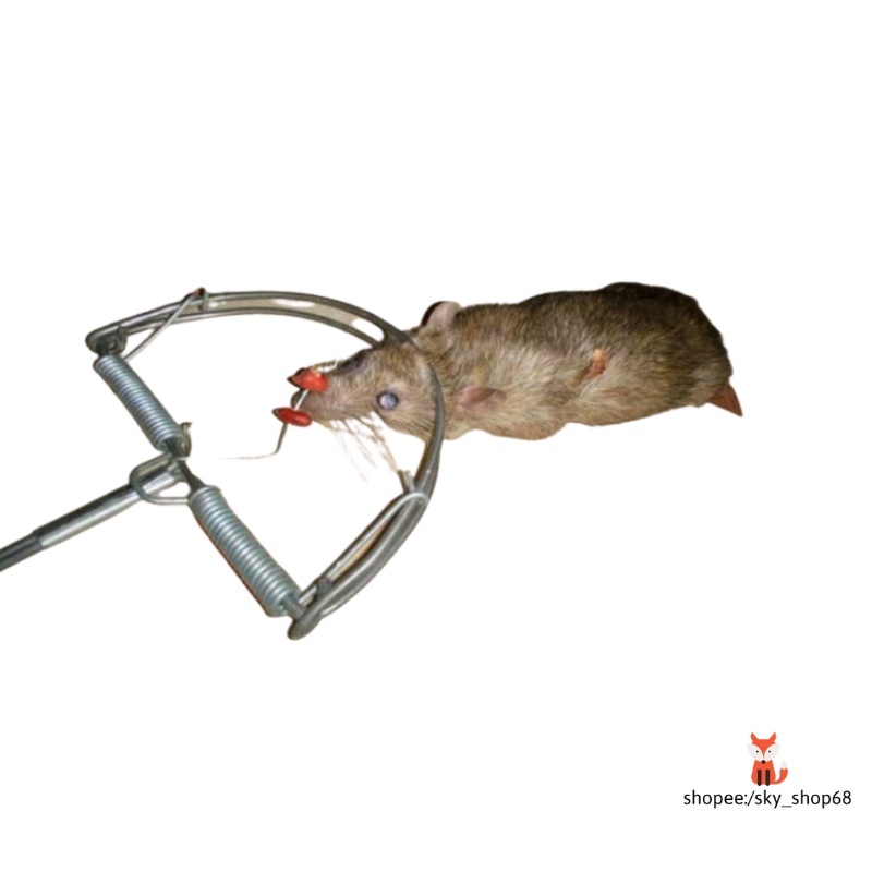 Bẫy chuột bán nguyệt ( lưu ý khi gài bẫy nên gắn rìa cây gài để bẫy nhạy hơn)