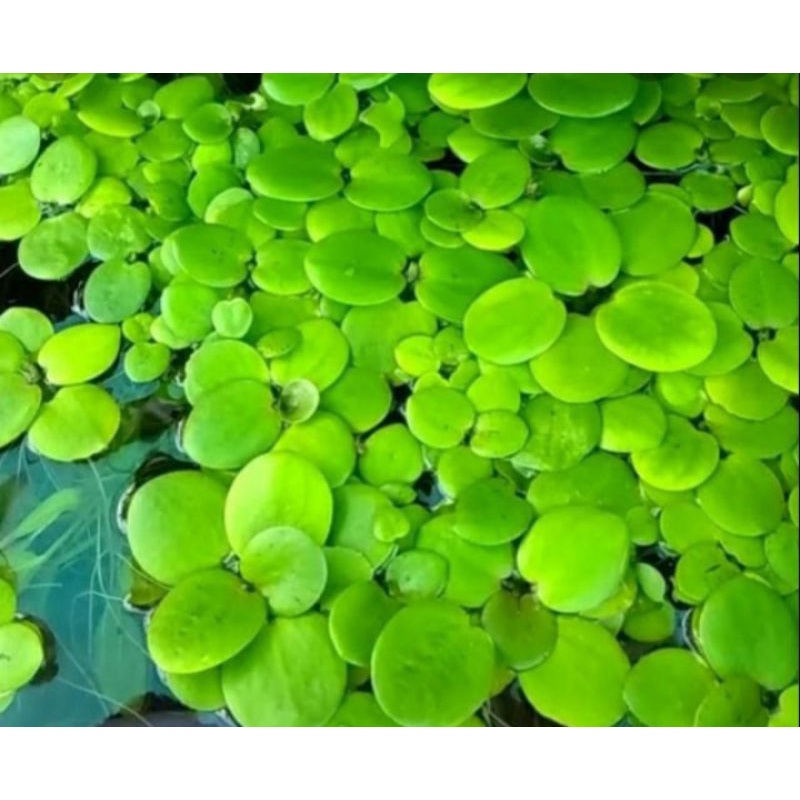 Bèo nhật thủy sinh 10cây