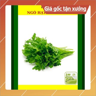 20G - Hạt Giống Ngò Rí Bạc Liêu