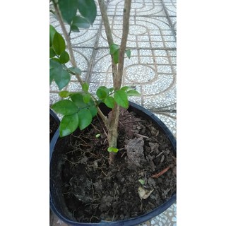 Cây Nguyệt Quế sắp cho hoa
