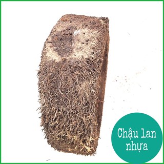 Rớn bảng tròn trồng lan 23cm