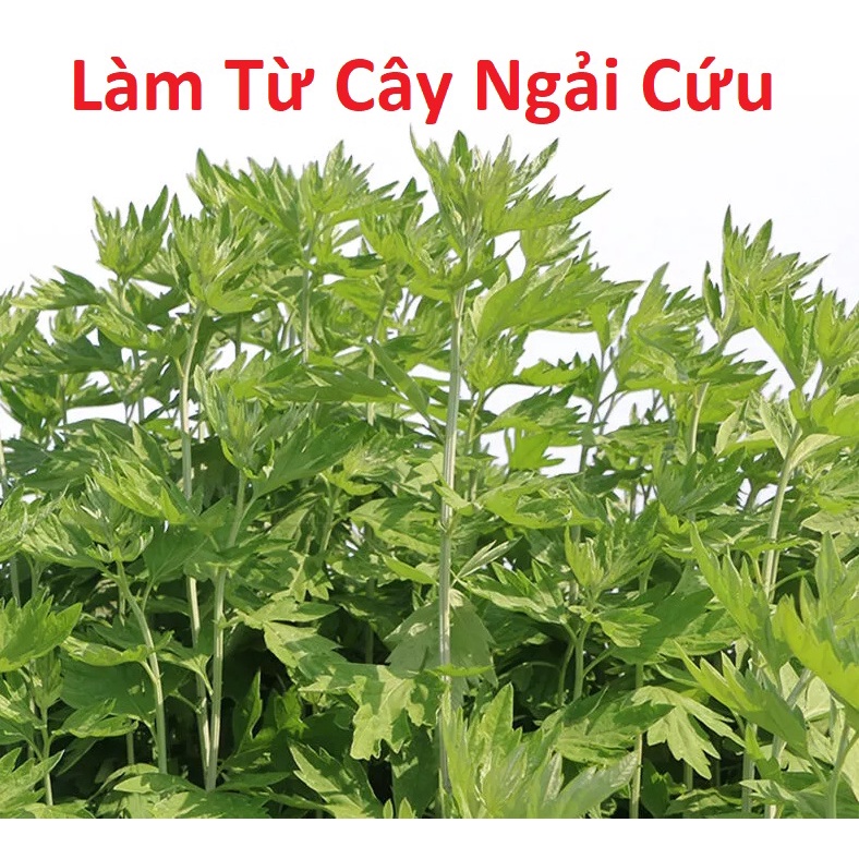Bộ 5 Cây Nhang Ngải Cứu đuổi muỗi an toàn cho người dùng + Tặng kèm 1 đế