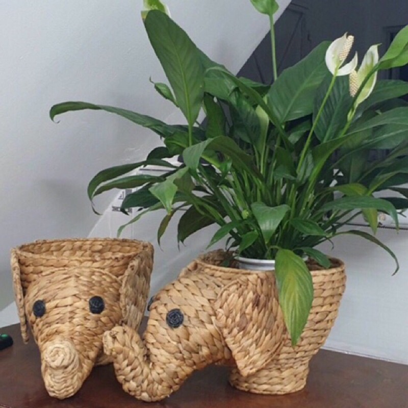 Sọt cây/ chậu cây hàng xuất Canada giá web 30-40$