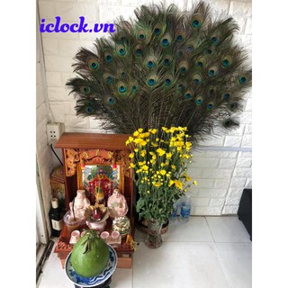 Lông Côn Phong Thủy 1,2m-1,3m [MUA TỐI THIỂU 15 LÔNG]