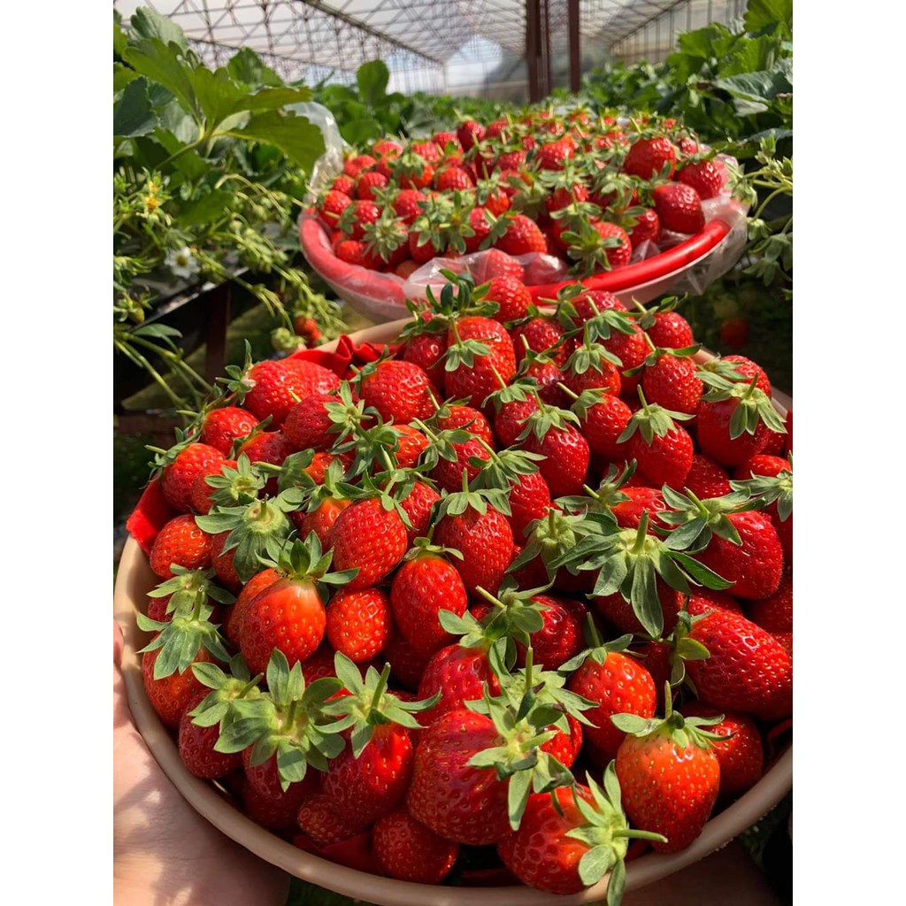 Hạt giống dâu tây F1 Loại chịu nhiệt dễ trồng năng suất cao kháng sâu bệnh ( 50gr ,100gr,200gr )