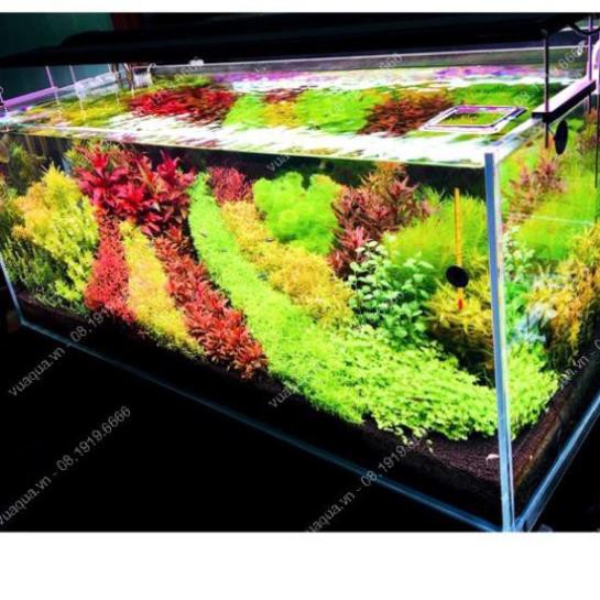 cây thủy sinh cắt cắm cây thủy sinh khỏe đẹp: 15 loại để lựa chọn, cây khỏe, đẹp.
