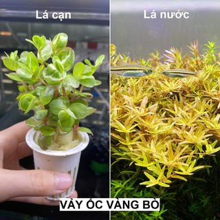 Cây Cắt Cắm Vảy Ốc Vàng Bò - CÂY THỦY SINH LÁ CẠN