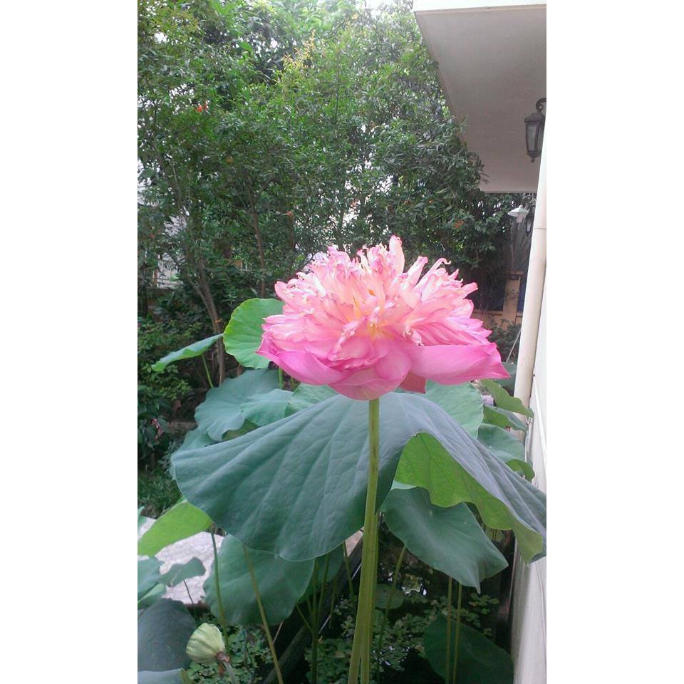 Sen Bách Diệp Trăm Cánh