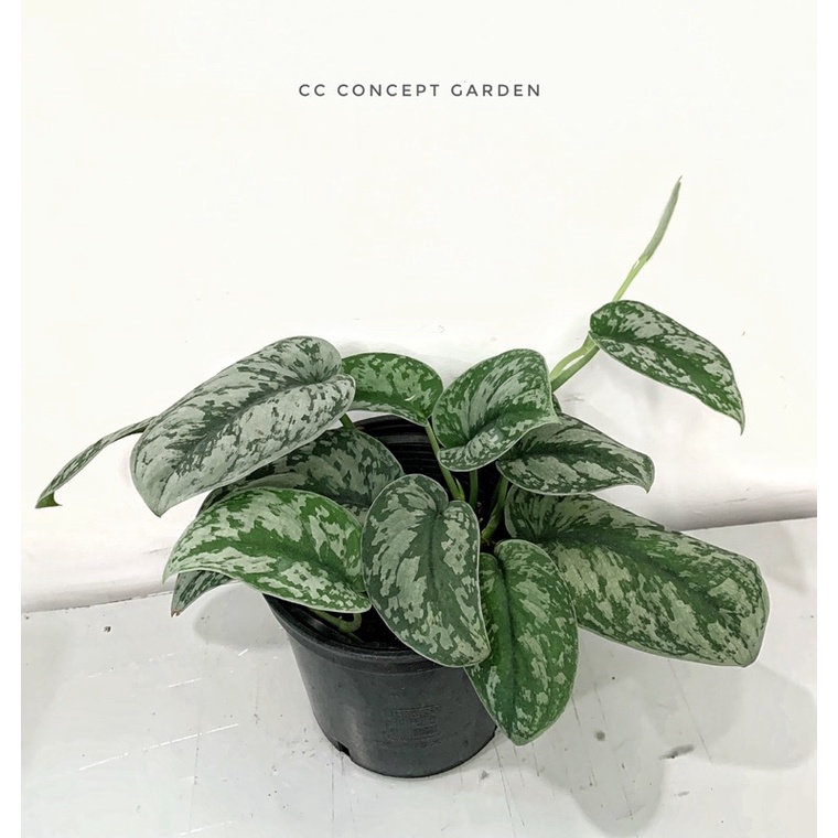 Trầu Bà Lụa | Scindapsus pictus exotica