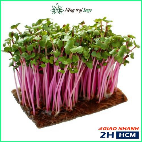 Hạt Giống Rau Mầm Cải Đỏ Dễ Trồng, Thu Hoạch Sau 5-7 ngày