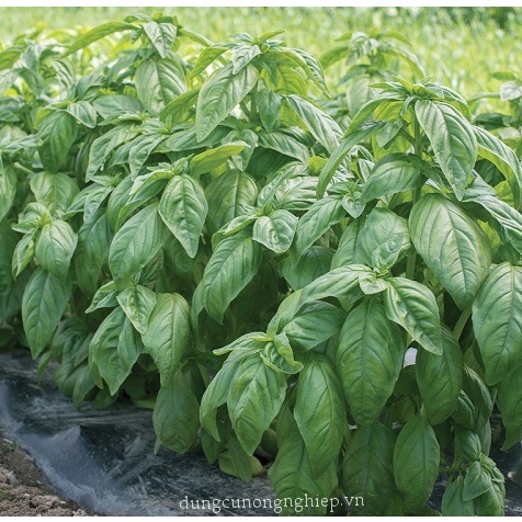 Hạt Giống Húng Tây - - tặng kèm thuốc kích mầm