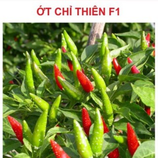 Hạt giống ớt chỉ thiên siêu cay - 1 gói 30 hạt