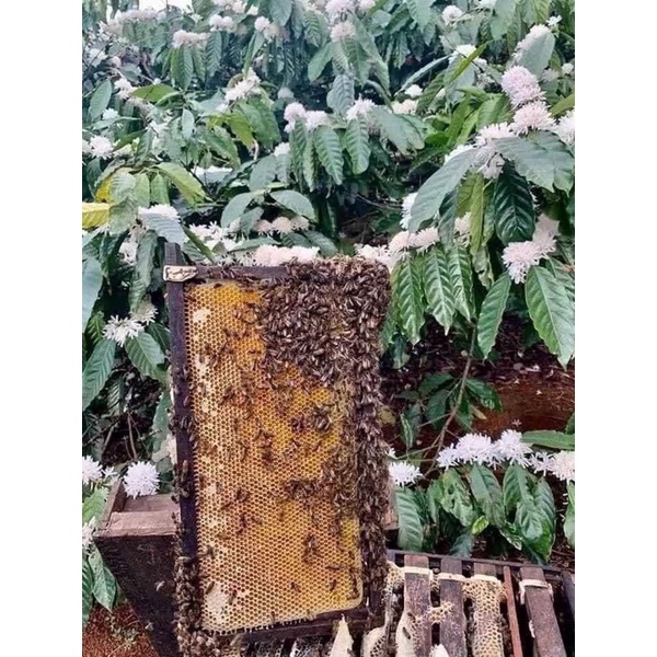 Mật ong hoa cà phê Đắk Lắk nguyên chất - Mật cafe chuẩn 100%