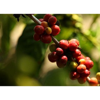 NESCAFE CAFÉ VIỆT/ CÀ PHÊ ĐEN ĐÁ bịch 560G (35 gói x 16g)