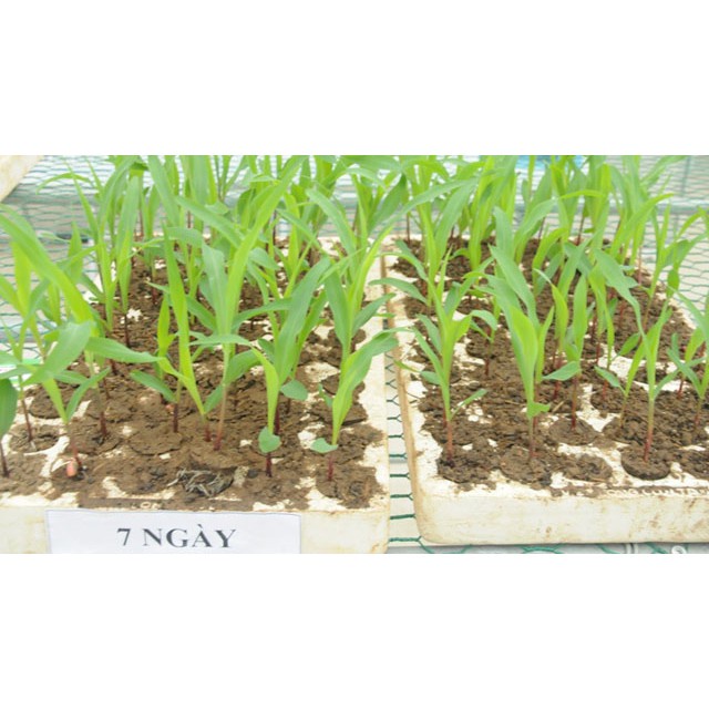 Hạt Giống Ngô Ngọt Thái  - Ngọt, Giàu Dinh Dưỡng - MUA 3 TẶNG 1 CÙNG LOẠI
