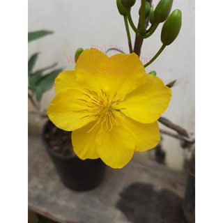 Mai phú tân mini