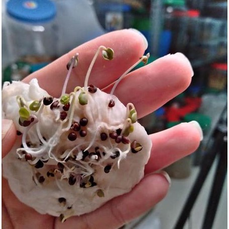 30H - Hạt giống Kale Petit Posy F1  Nhập khẩu Mỹ- nảy mầm 100%