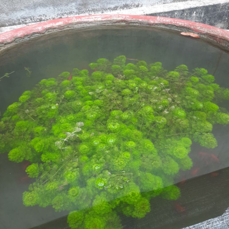 1KG 100k.mấy trăm ngọn.Rong La Hán Xanh - Cây Thuỷ Sinh