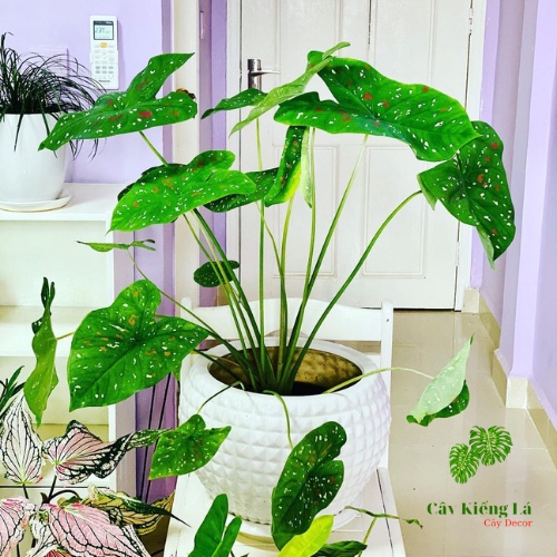 Củ Caladium bicolor red white sport  huyền thoại.