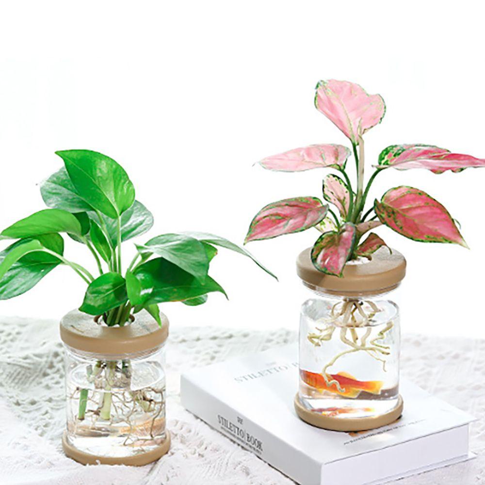 Cây Thủy Tinh Trong Suốt Nhỏ Xinh Tươi Tắn Trang Trí Trong Nhà / Ngoài Trời