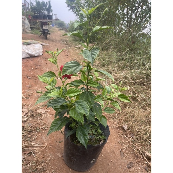 CÂY HOA RÂM BỤT ĐỎ KÉP