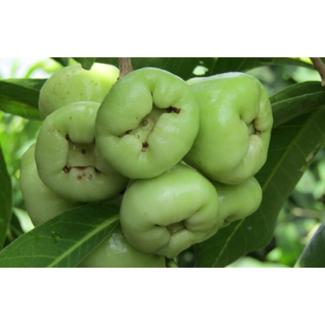 Cây giống roi xanh