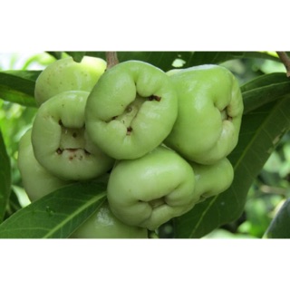 Cây giống roi xanh