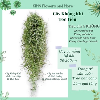 Cây không khí Tóc Tiên - Cây cảnh treo trang trí ban công, sân thượng