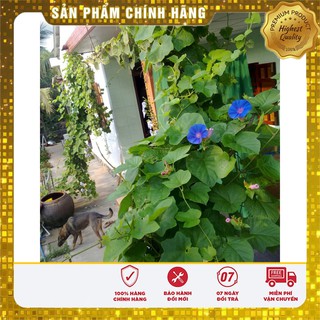Bộ gói hạt giống Bìm (hoa bìm bìm)