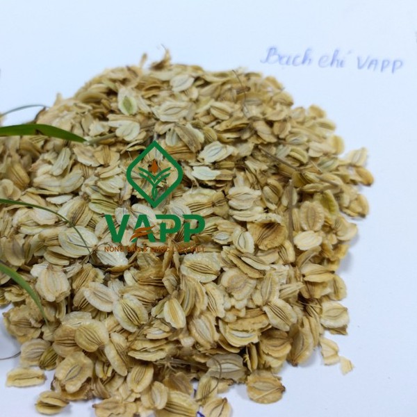 Hạt giống Bạch Chỉ - VAPP
