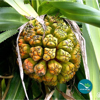 Dứa Dại - 1Kg - TM046