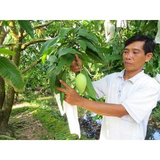 100 Túi bọc Bưởi kích thước 25×30