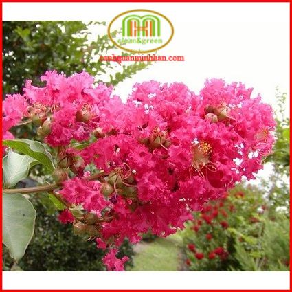 Kích ra hoa 10 60 10 chuyển mầm ra hoa sớm và đồng loạt 100gr