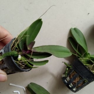 Ngọc điểm giống (đai châu- nghinh xuân)