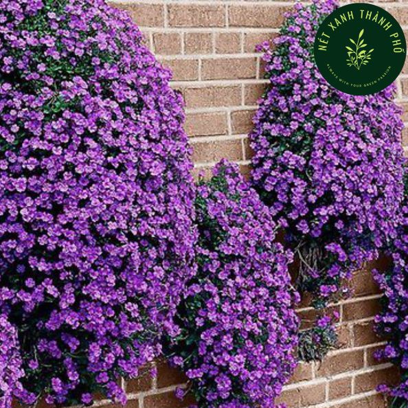 Hạt giống Hoa leo đá lâu năm, chịu hạn Aubrieta 50 hạt