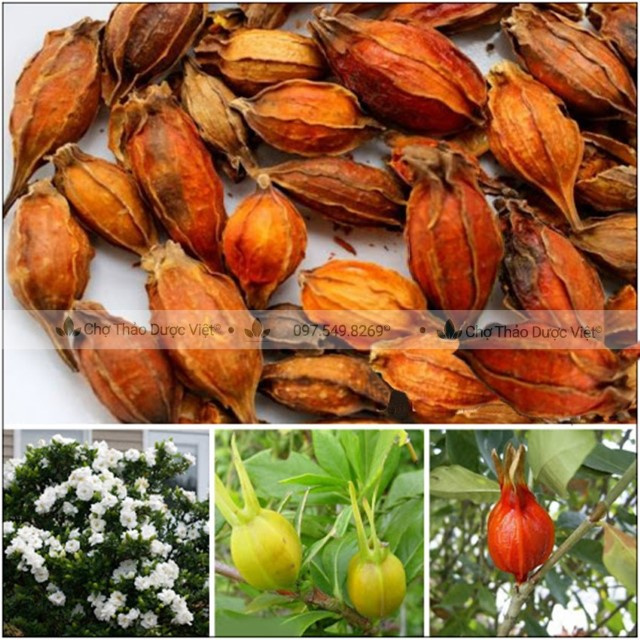 Chi tử 1kg  - Chợ Thảo Dược Việt