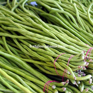 20GR - HẠT GIỐNG ĐẬU ĐŨA BỤI