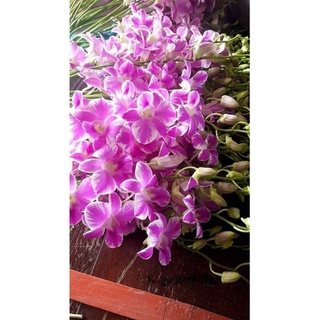 Hoa lan denro chớp hồng trưởng thành