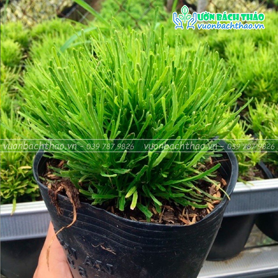 Cây cỏ mây trồng công trình cảnh quan giá rẻ
