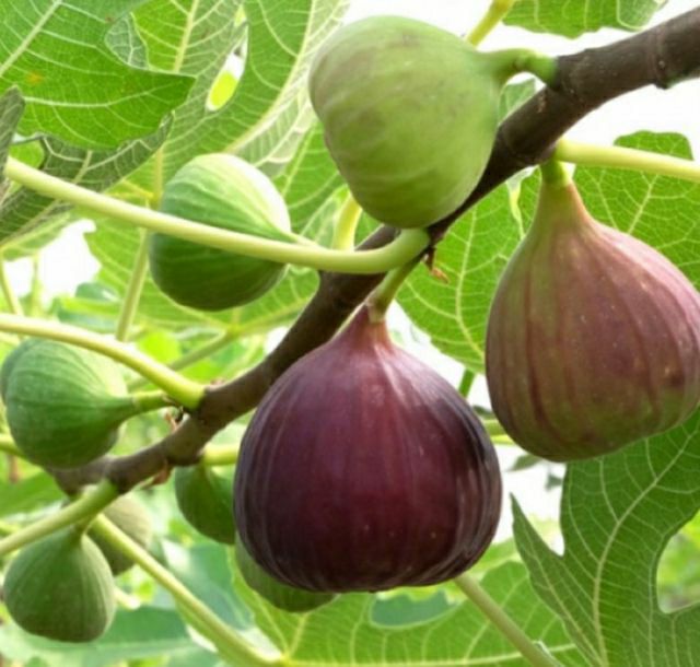 Cây Sung Mỹ