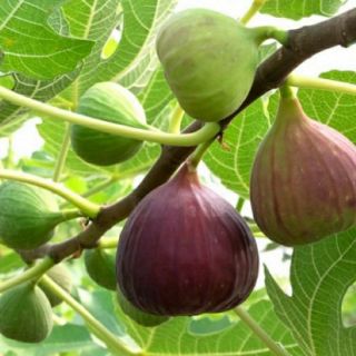 Cây Sung Mỹ ( Có Trái )