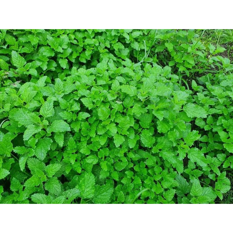 Hạt giống bạc hà chanh