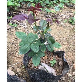 cây hồng tiểu muội