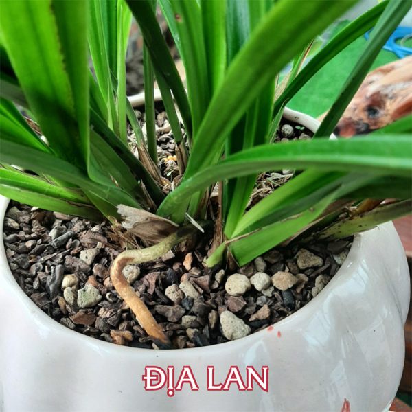 Eco One - Giá thể trồng hoa lan