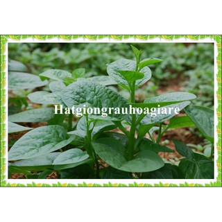 Hạt giống rau Mồng tơi lá to tặng kích mầm