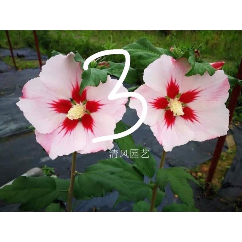 Dâm bụt kép